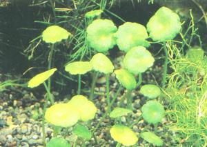 Hydrocotyle vulgaris